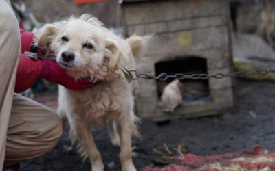 Building Kennels for Dogshelter of Kramatorsk